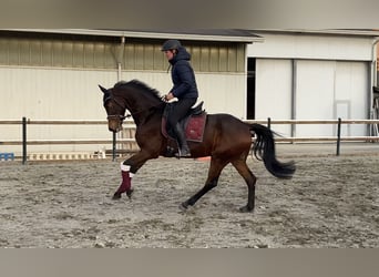 Oldenbourg, Hongre, 6 Ans, 161 cm, Bai