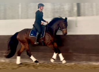 Oldenbourg, Hongre, 6 Ans, 162 cm, Bai brun