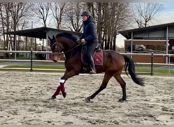 Oldenbourg, Hongre, 6 Ans, 162 cm, Bai