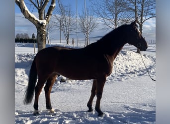 Oldenbourg, Hongre, 6 Ans, 164 cm, Bai