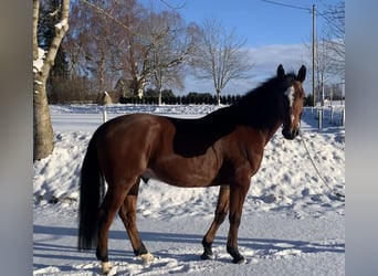 Oldenbourg, Hongre, 6 Ans, 164 cm