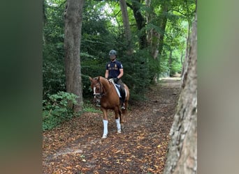 Oldenbourg, Hongre, 6 Ans, 165 cm, Alezan