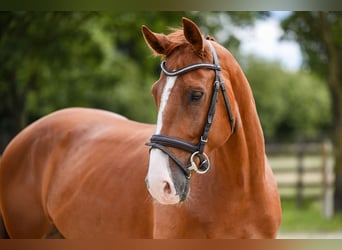 Oldenbourg, Hongre, 6 Ans, 165 cm, Alezan