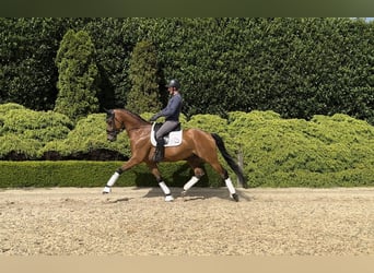 Oldenbourg, Hongre, 6 Ans, 165 cm, Bai