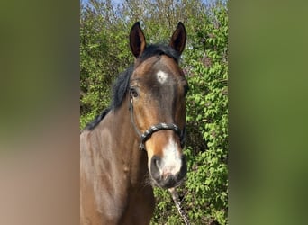 Oldenbourg, Hongre, 6 Ans, 165 cm, Bai