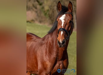 Oldenbourg, Hongre, 6 Ans, 165 cm, Bai