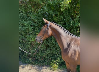 Oldenbourg, Hongre, 6 Ans, 166 cm, Bai