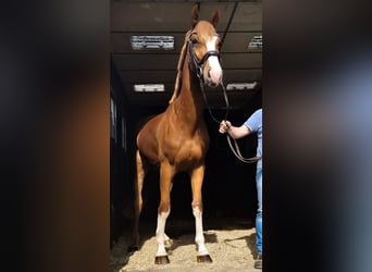 Oldenbourg, Hongre, 6 Ans, 167 cm, Alezan