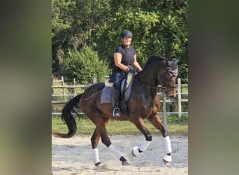 Oldenbourg, Hongre, 6 Ans, 167 cm, Bai brun