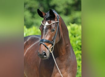 Oldenbourg, Hongre, 6 Ans, 167 cm, Bai brun