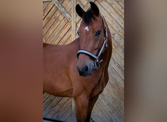 Oldenbourg, Hongre, 6 Ans, 167 cm, Bai