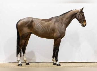 Oldenbourg, Hongre, 6 Ans, 167 cm, Bai