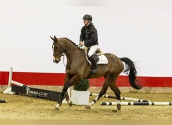 Oldenbourg, Hongre, 6 Ans, 167 cm, Bai