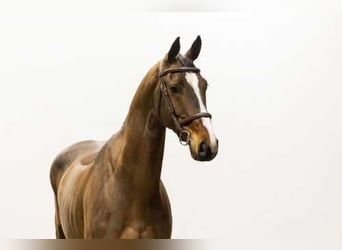 Oldenbourg, Hongre, 6 Ans, 167 cm, Bai