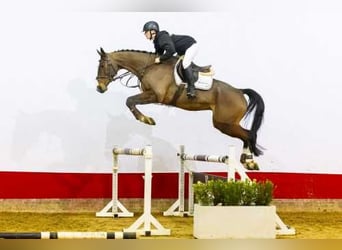 Oldenbourg, Hongre, 6 Ans, 167 cm, Bai