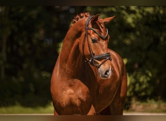 Oldenbourg, Hongre, 6 Ans, 168 cm, Alezan