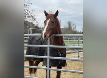 Oldenbourg, Hongre, 6 Ans, 168 cm, Alezan