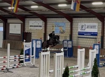 Oldenbourg, Hongre, 6 Ans, 168 cm, Bai brun