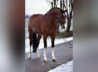 Oldenbourg, Hongre, 6 Ans, 168 cm, Bai