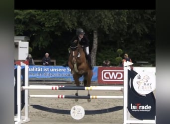 Oldenbourg, Hongre, 6 Ans, 169 cm, Alezan