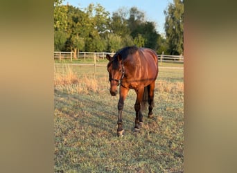 Oldenbourg, Hongre, 6 Ans, 169 cm, Bai brun