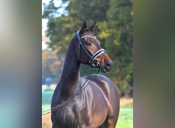 Oldenbourg, Hongre, 6 Ans, 169 cm, Bai brun