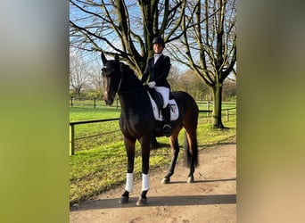 Oldenbourg, Hongre, 6 Ans, 169 cm, Bai brun foncé