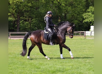 Oldenbourg, Hongre, 6 Ans, 170 cm, Bai brun