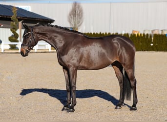 Oldenbourg, Hongre, 6 Ans, 170 cm, Bai brun foncé