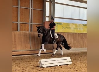 Oldenbourg, Hongre, 6 Ans, 170 cm, Bai brun foncé