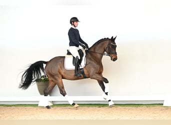 Oldenbourg, Hongre, 6 Ans, 170 cm, Bai