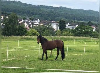 Oldenbourg, Hongre, 6 Ans, 170 cm, Bai