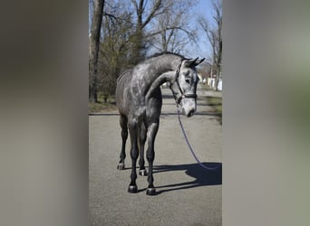 Oldenbourg, Hongre, 6 Ans, 170 cm, Gris noir