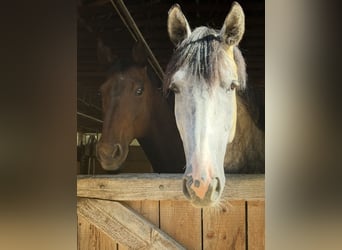 Oldenbourg, Hongre, 6 Ans, 170 cm, Gris pommelé