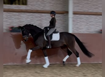 Oldenbourg, Hongre, 6 Ans, 171 cm