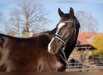 Oldenbourg, Hongre, 6 Ans, 171 cm, Noir