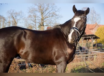 Oldenbourg, Hongre, 6 Ans, 171 cm, Noir