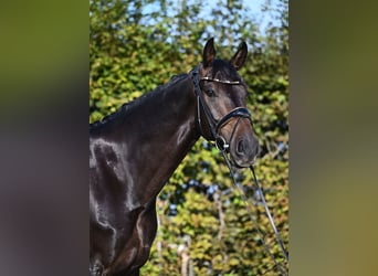 Oldenbourg, Hongre, 6 Ans, 171 cm, Noir