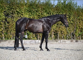 Oldenbourg, Hongre, 6 Ans, 171 cm, Noir