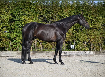 Oldenbourg, Hongre, 6 Ans, 171 cm, Noir