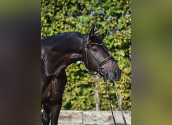 Oldenbourg, Hongre, 6 Ans, 171 cm, Noir