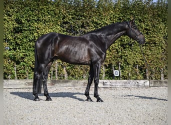 Oldenbourg, Hongre, 6 Ans, 171 cm, Noir