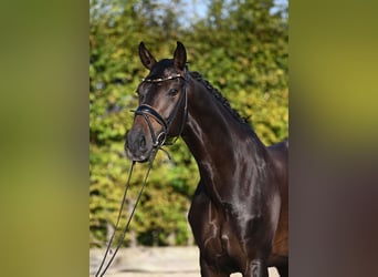 Oldenbourg, Hongre, 6 Ans, 171 cm, Noir