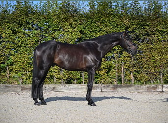 Oldenbourg, Hongre, 6 Ans, 171 cm, Noir