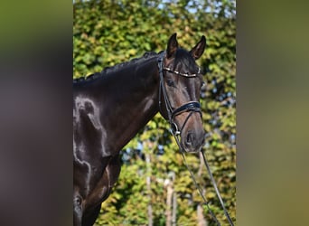 Oldenbourg, Hongre, 6 Ans, 171 cm, Noir