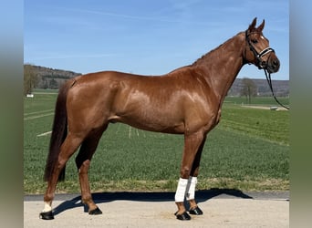 Oldenbourg, Hongre, 6 Ans, 172 cm, Alezan