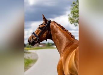 Oldenbourg, Hongre, 6 Ans, 172 cm, Alezan