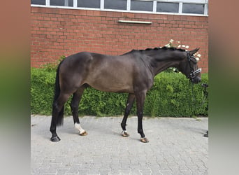 Oldenbourg, Hongre, 6 Ans, 172 cm, Bai brun