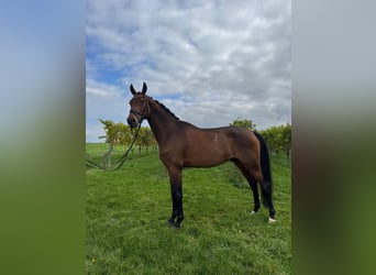 Oldenbourg, Hongre, 6 Ans, 172 cm, Bai