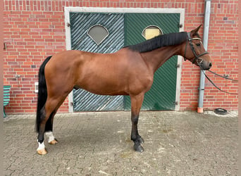 Oldenbourg, Hongre, 6 Ans, 172 cm, Bai